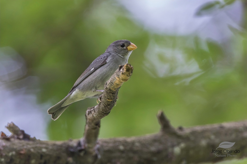 Slate-colored Seedeater