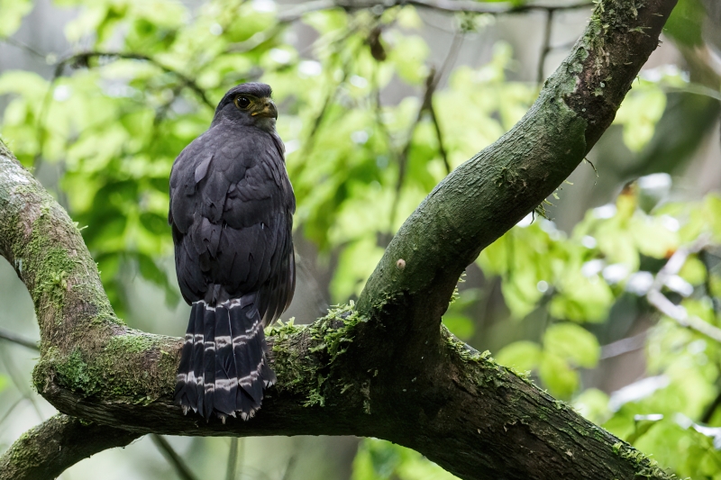 Slaty-backed Forest Falcon