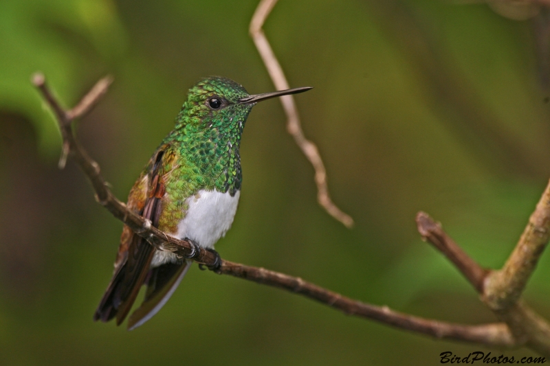 Snowy-bellied Hummingbird