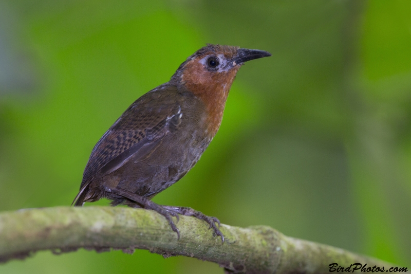 Song Wren