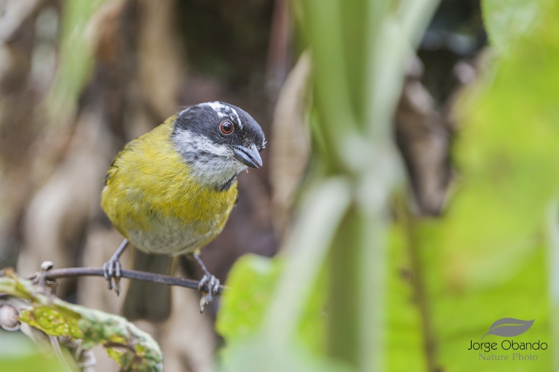 Sooty-capped Chlorospingus