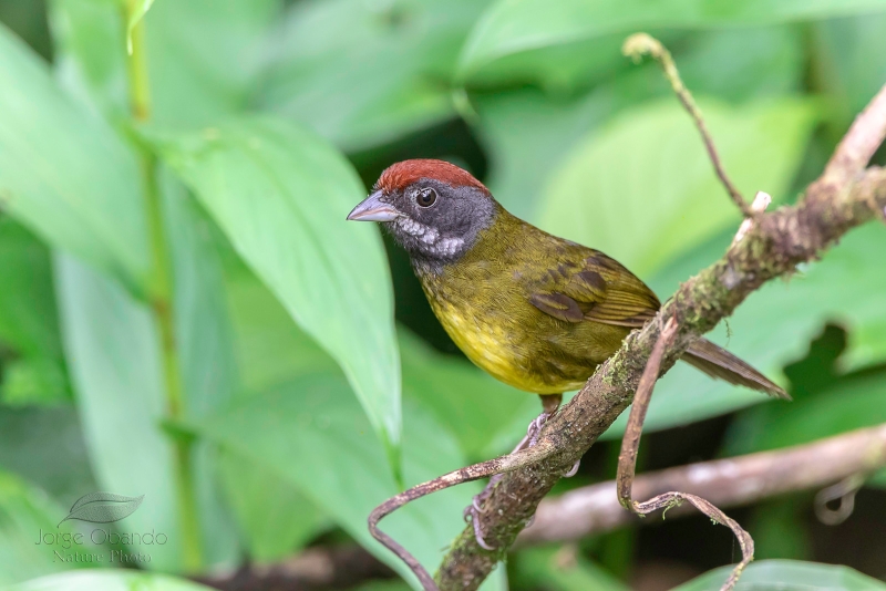 Sooty-faced Finch