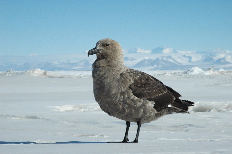 South Polar Skua