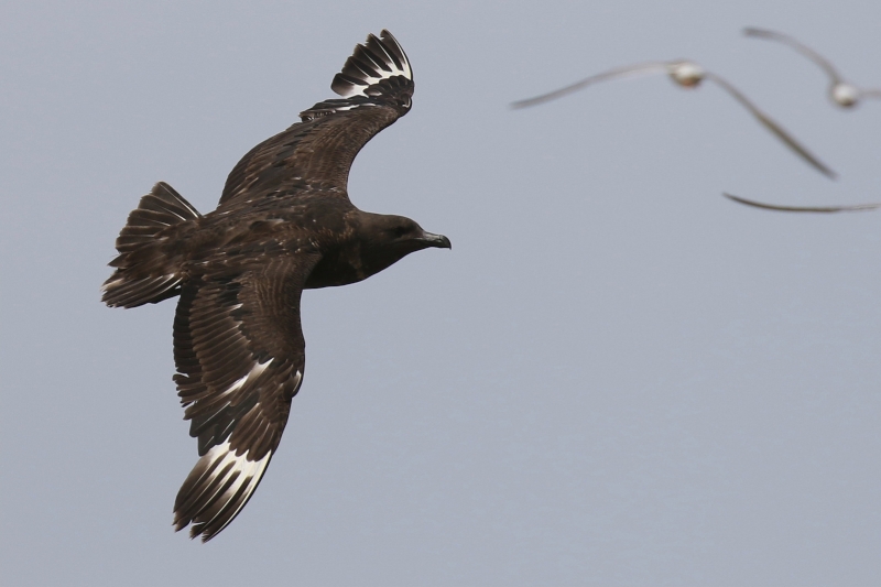 South Polar Skua