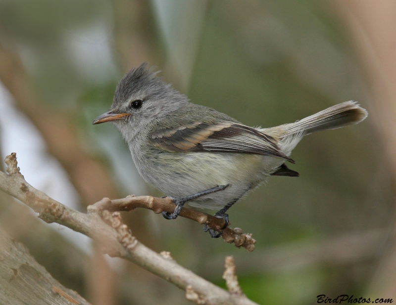 Southern Beardless Tyrannulet