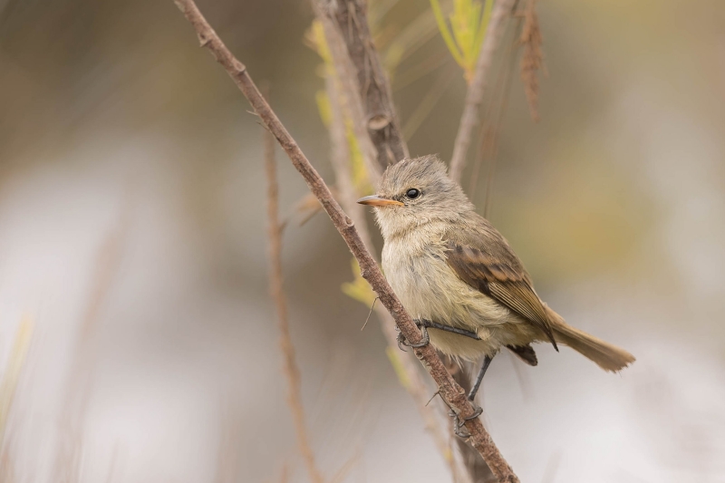 Southern Beardless Tyrannulet