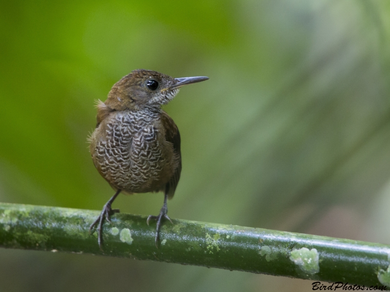 Southern Nightingale-Wren