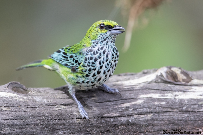 Speckled Tanager