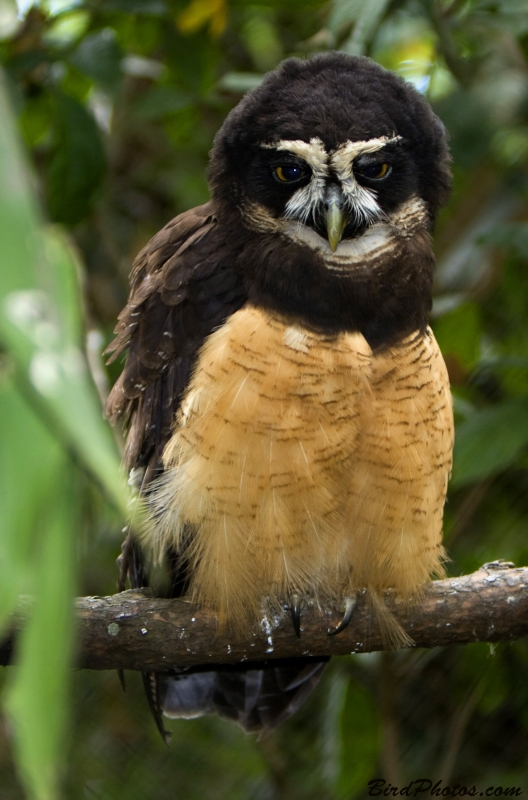 Spectacled Owl