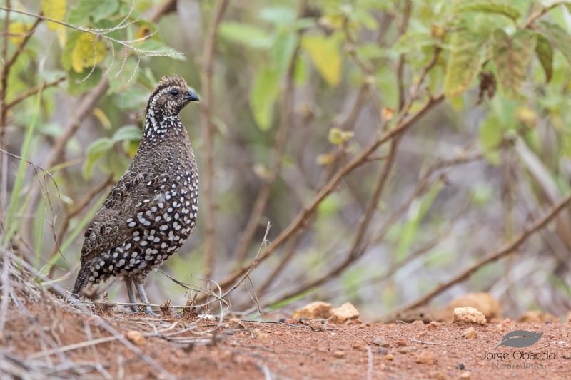 Spot-bellied Bobwhite