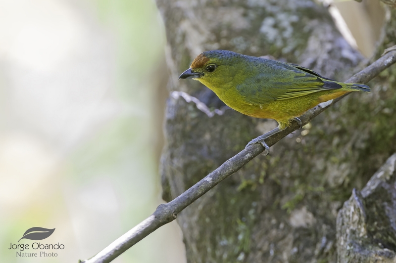 Spot-crowned Euphonia