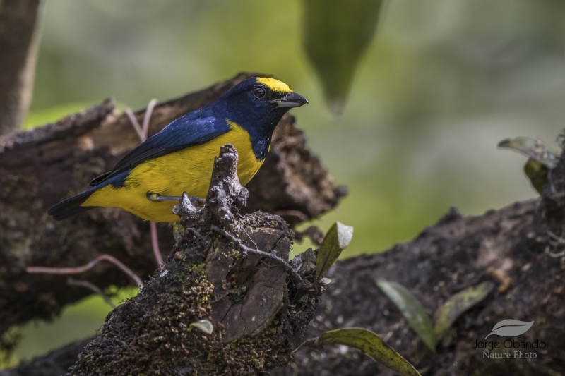 Spot-crowned Euphonia