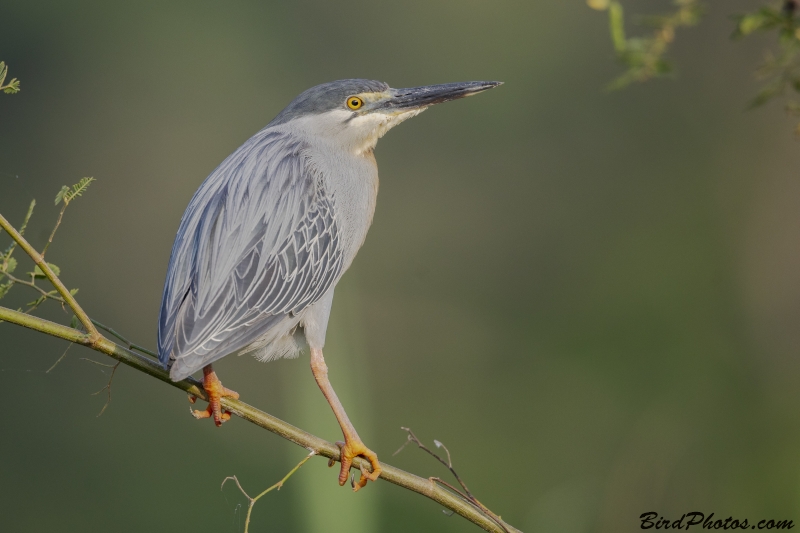 Striated Heron