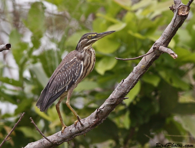 Striated Heron