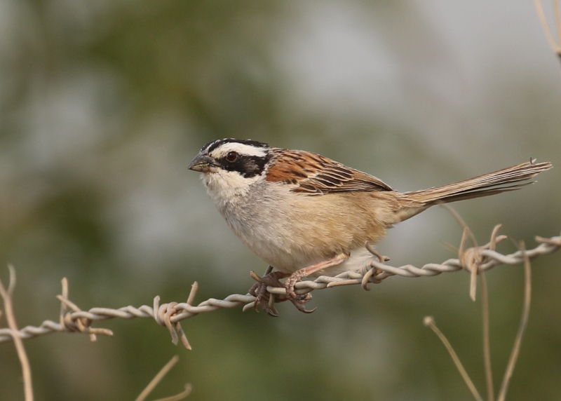 Stripe-headed Sparrow