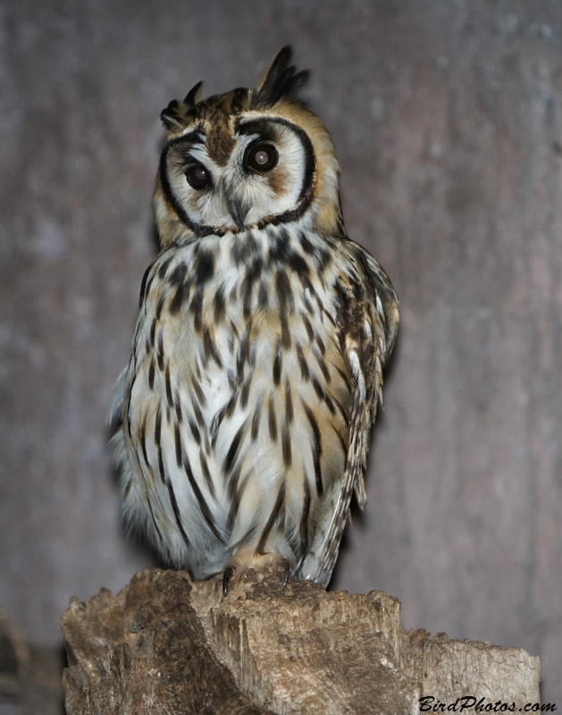 Striped Owl