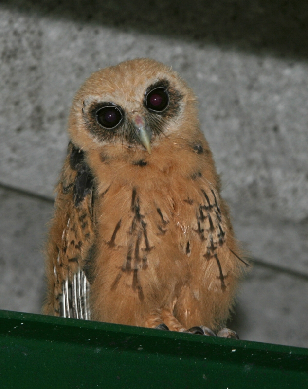 Striped Owl