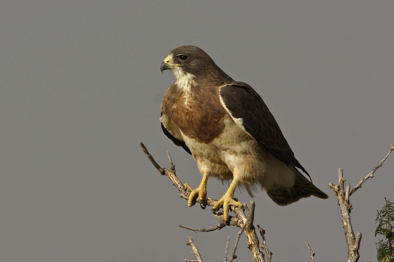 Swainson's Hawk