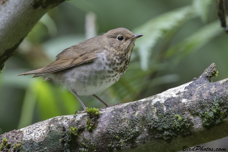 Swainson's Thrush