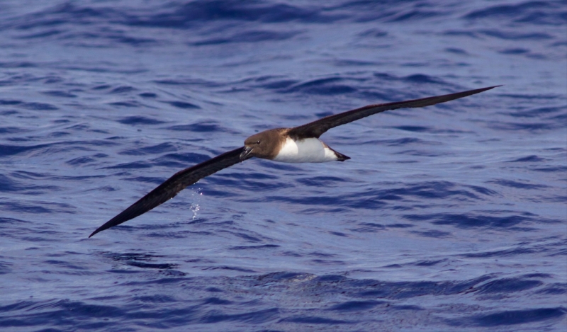 Tahiti Petrel