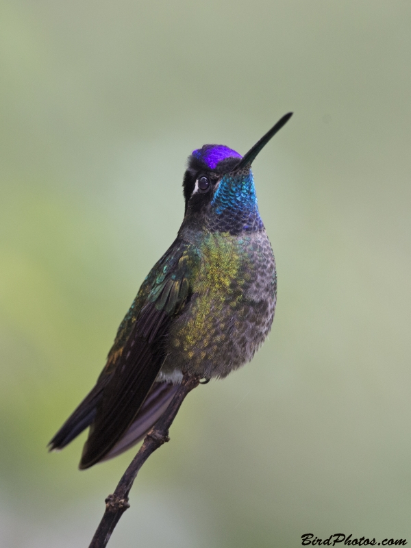 Talamanca Hummingbird