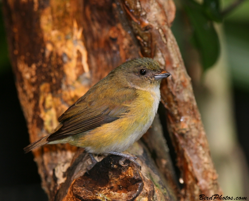 Tawny-capped Euphonia