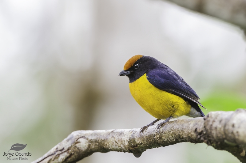 Tawny-capped Euphonia