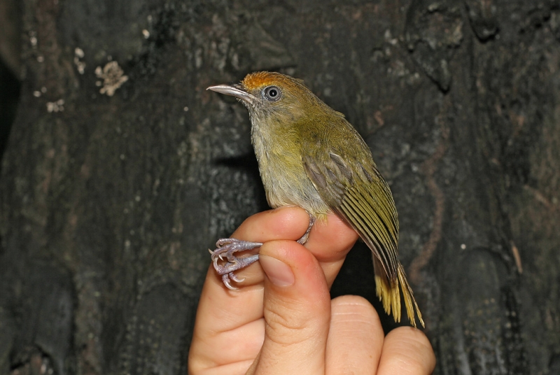 Tawny-crowned Greenlet