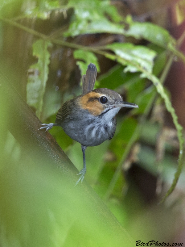 Tawny-faced Gnatwren