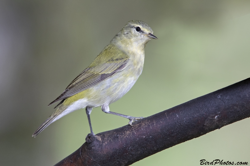 Tennessee Warbler