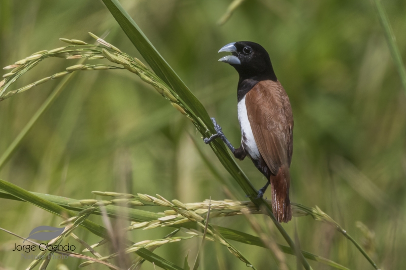 Tricolored Munia