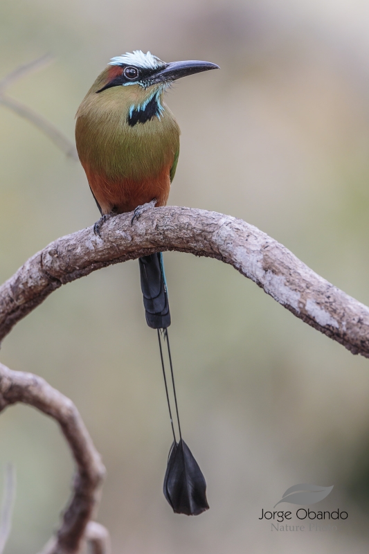 Turquoise-browed Motmot