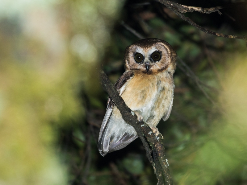 Unspotted Saw-whet Owl