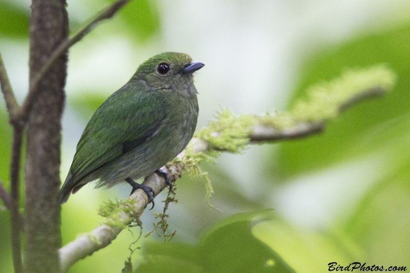 Velvety Manakin