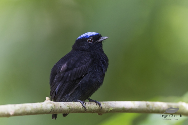 Velvety Manakin