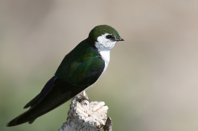 Violet-green Swallow