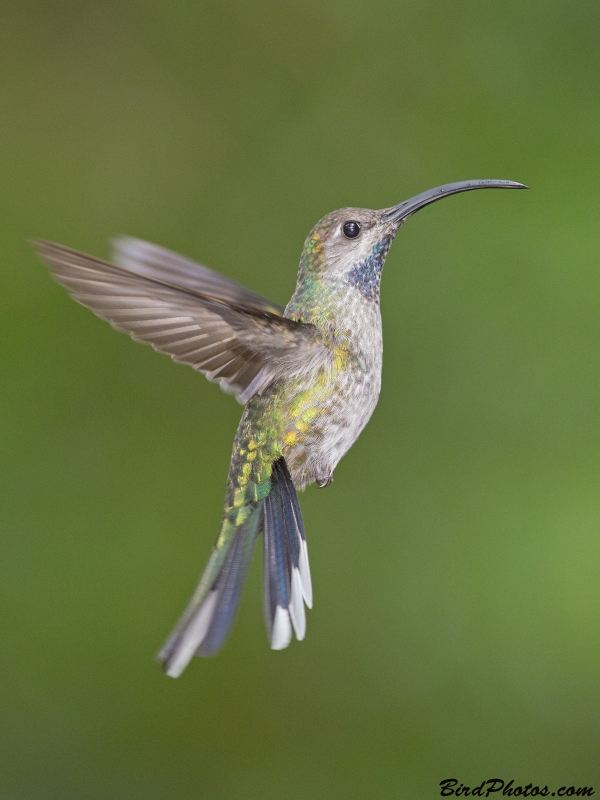 Violet Sabrewing