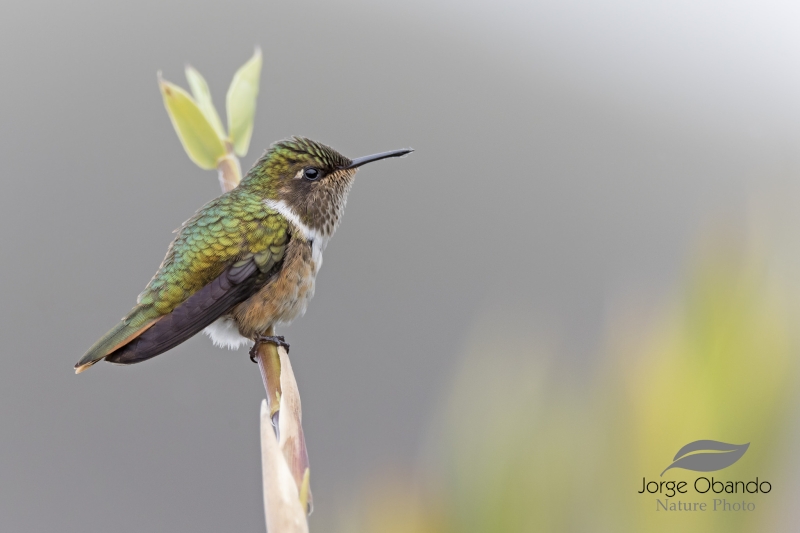 Volcano Hummingbird