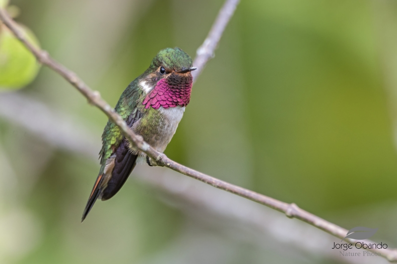 Volcano Hummingbird