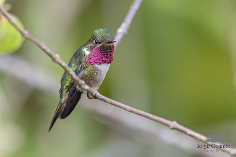 Volcano Hummingbird