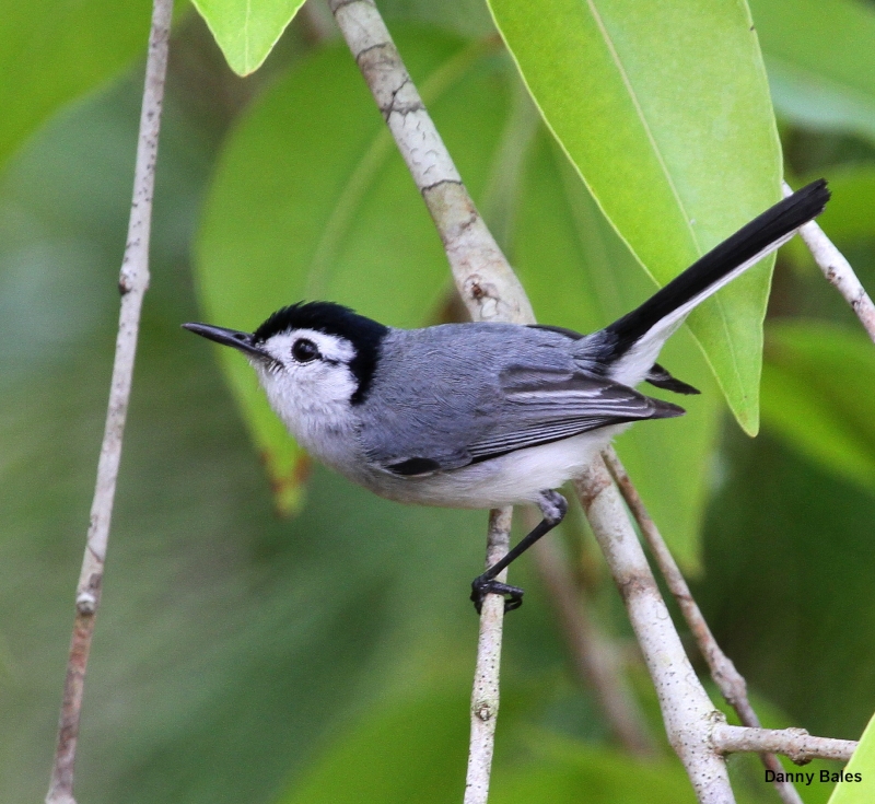 White-browed Gnatcatcher