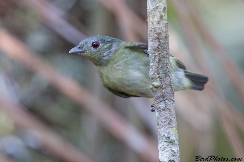 White-crowned Manakin