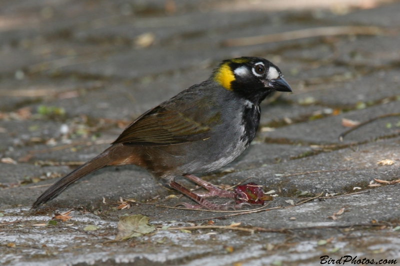 White-eared Ground Sparrow