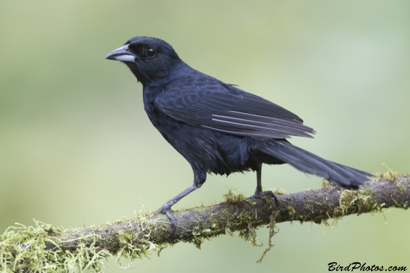 White-lined Tanager