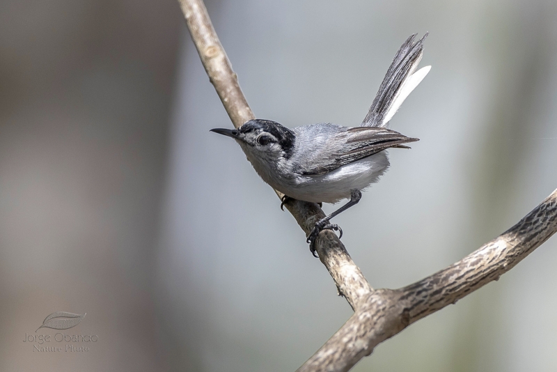 White-lored Gnatcatcher