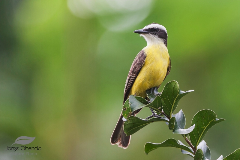 White-ringed Flycatcher