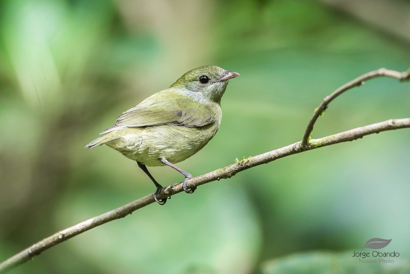 White-ruffed Manakin