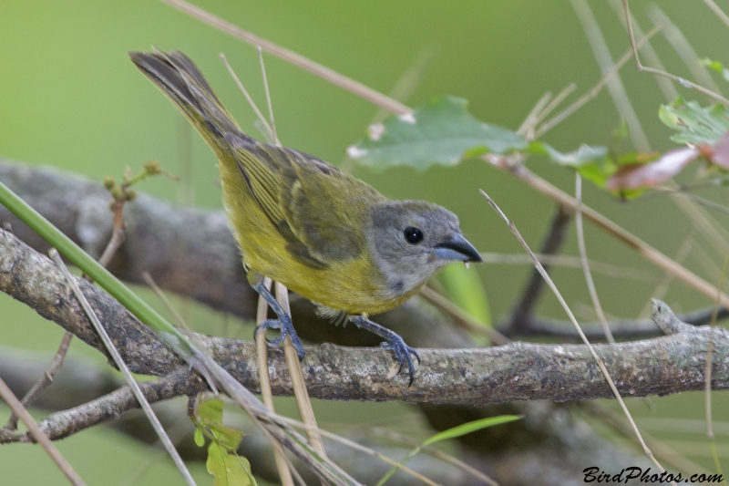 White-shouldered Tanager