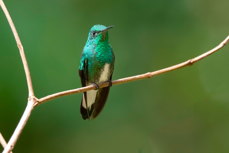 White-tailed Emerald