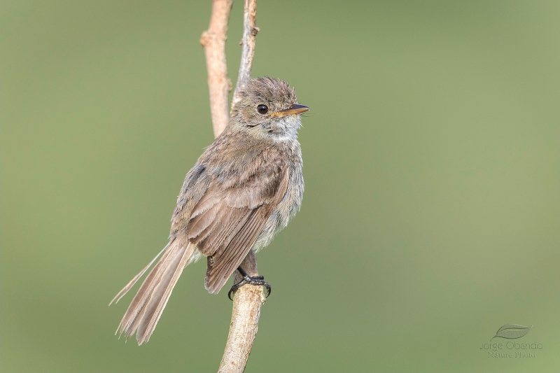 White-throated Flycatcher